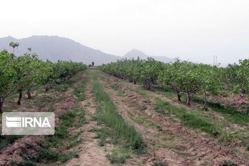 Pistachio gardens in southeastern Iran
