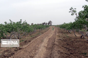 Pistachio gardens in southeastern Iran