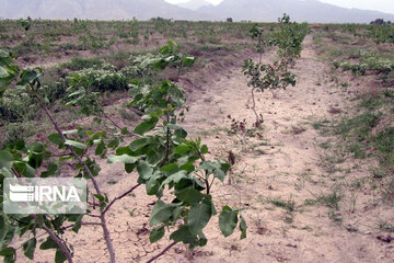 Pistachio gardens in southeastern Iran