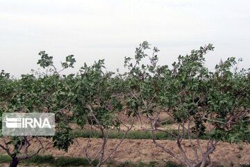 Pistachio gardens in southeastern Iran