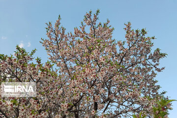 Spring nature in west Iran