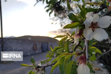 Spring nature in west Iran