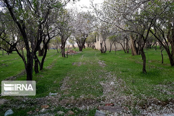 Spring nature in west Iran