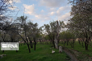 Spring nature in west Iran