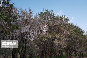 Spring nature in west Iran