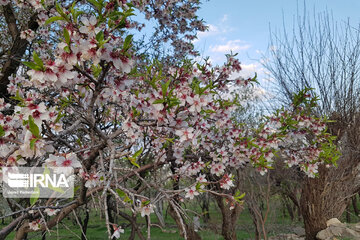 Spring nature in west Iran