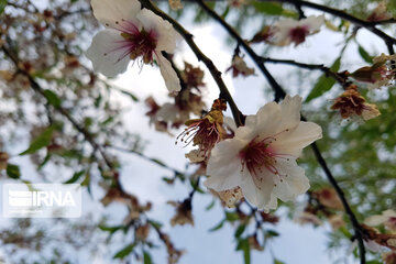 Spring nature in west Iran