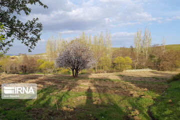 Spring nature in west Iran