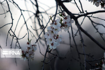 Spring nature in west Iran