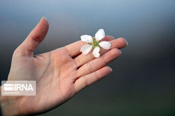 Spring nature in west Iran