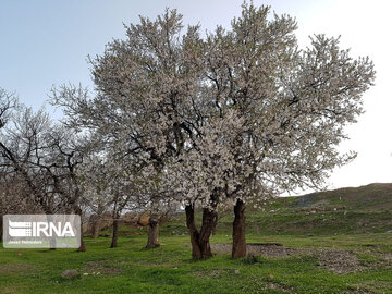 Spring nature in west Iran