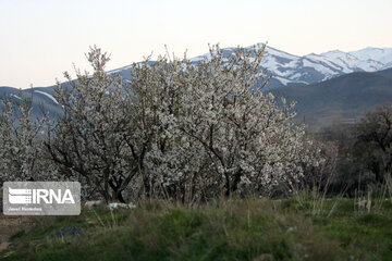 Spring nature in west Iran