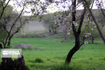 Spring nature in west Iran