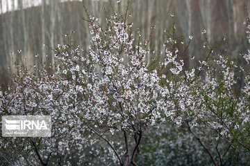 Spring nature in west Iran