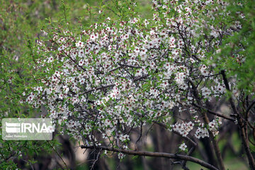 Spring nature in west Iran