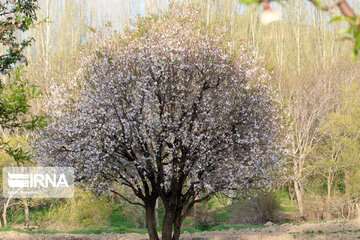 Spring nature in west Iran