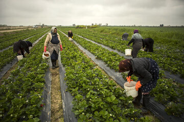 Fraises: une bonne récolte dans le nord de l'Iran