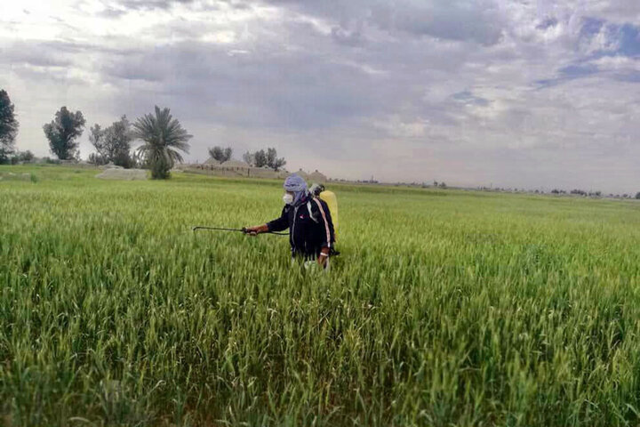 تلاش بی‌امان برای نابودی بیماری زنگ زرد غلات در منطقه سیستان