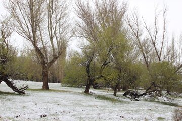 برف و شکوفه های بهاری