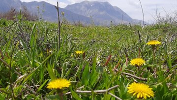 طبیعت زیبای بهاری در میامی