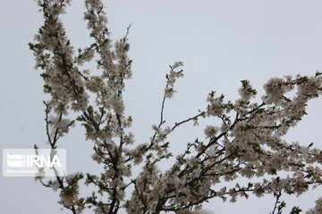 Snowfall and  Spring blossoms in Northwestern Iran; Ardebil