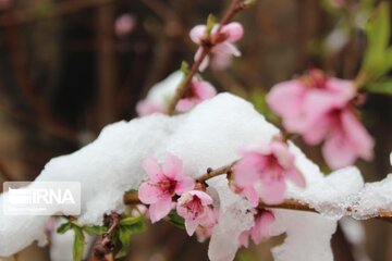 Snowfall and  Spring blossoms in Northwestern Iran; Ardebil