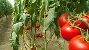 مبارزه بیولوژیک با آفت مزارع گوجه فرنگی در بروجرد آغاز شد