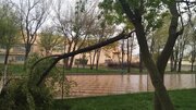 ۶۱ اصله درخت بر اثر وزش باد شدید در مشهد سقوط کرد