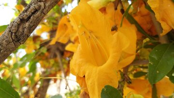 Florecen los árboles de tecomella en Bushehr
