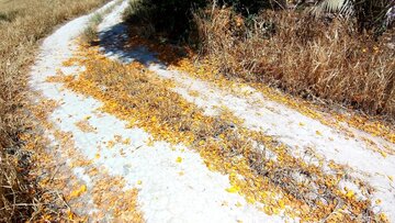 Florecen los árboles de tecomella en Bushehr
