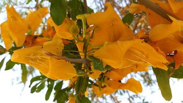 Florecen los árboles de tecomella en Bushehr
