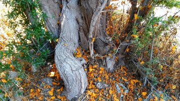 Florecen los árboles de tecomella en Bushehr
