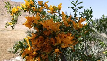 Florecen los árboles de tecomella en Bushehr
