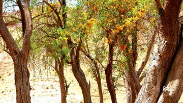 Florecen los árboles de tecomella en Bushehr
