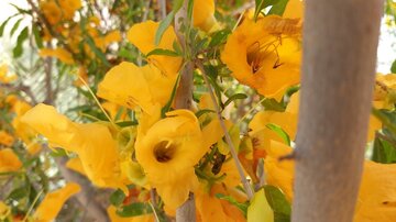 Florecen los árboles de tecomella en Bushehr
