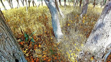 Florecen los árboles de tecomella en Bushehr
