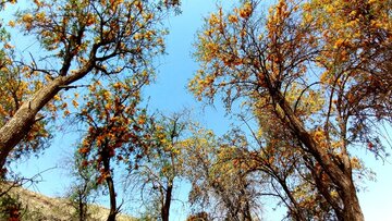 Florecen los árboles de tecomella en Bushehr
