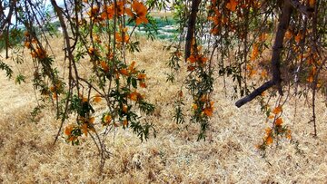 Florecen los árboles de tecomella en Bushehr
