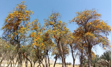 Florecen los árboles de tecomella en Bushehr
