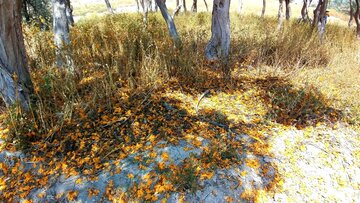 Florecen los árboles de tecomella en Bushehr
