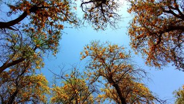 Florecen los árboles de tecomella en Bushehr
