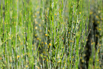 Nature printanière du village de Sekonj