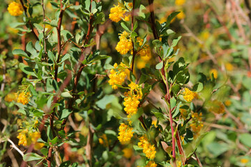 Nature printanière du village de Sekonj