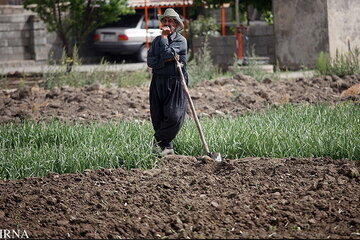 رییس جهاد کشاورزی کرمانشاه: خاک هم پایه آب باید مورد توجه مسوولان قرار گیرد