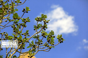 Spring time in Sekonj village in Kerman Southern Iran