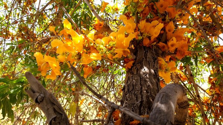 "انار شیطان" درختی در بلوچستان برای ساخت قُنداقِ تُفنگ و عصا