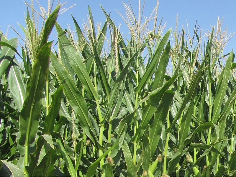 2میلیون و 880هزار تن محصولات زراعی در قزوین تولید شد