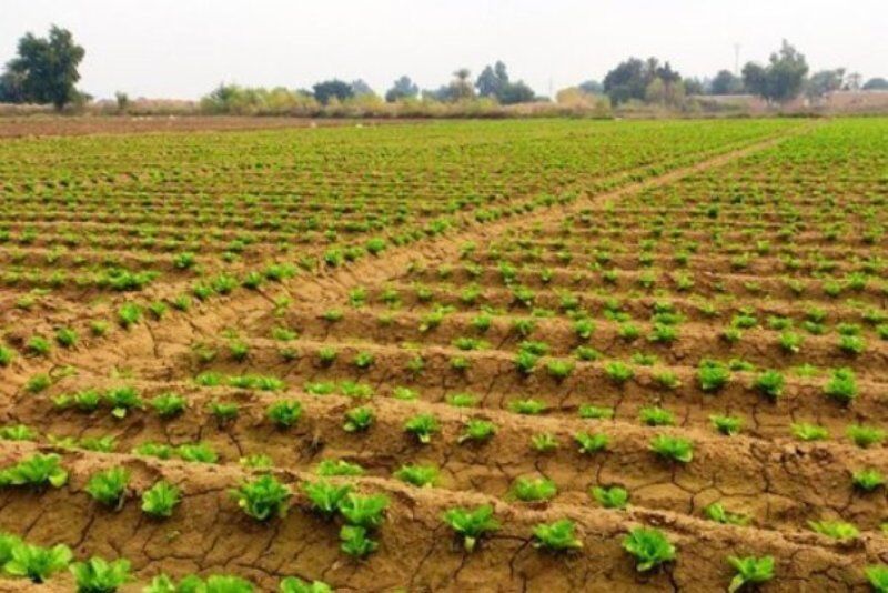 کاشت محصولات زراعی در یزد با وجود بیماری کرونا ادامه دارد