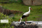 Migratory storks in Iranian wetland