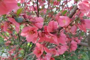جلوه‌ زیبای بهار با شکوفه درختان در اشنویه